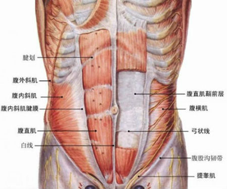 腹部肌群解剖图