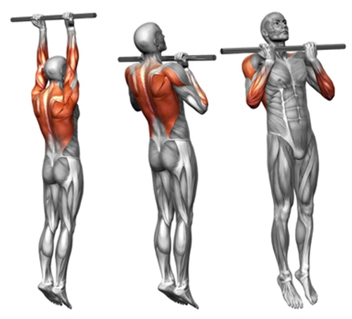 6个简单动作教你如何锻炼背部肌肉