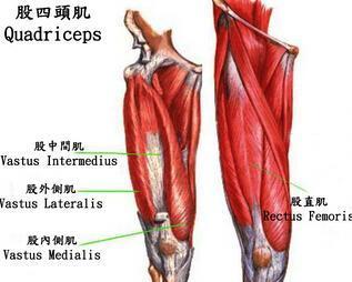 避免膝盖受伤的锻炼秘诀─大腿股四头肌导语:跑步一向有"伤膝盖"的