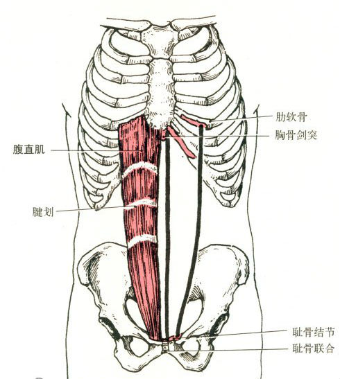 腹肌撕裂者